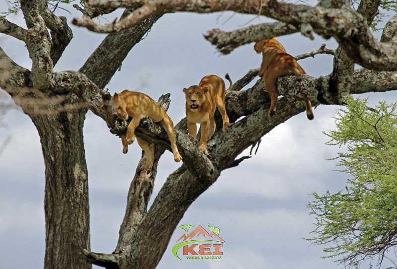 5 Days Safari, Ngorongoro, Manyara