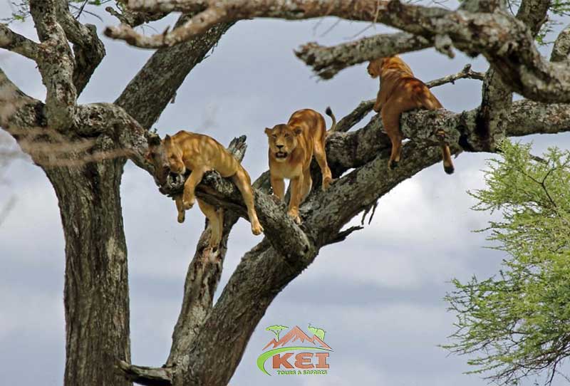 Tanzania Safari || Kei Tours